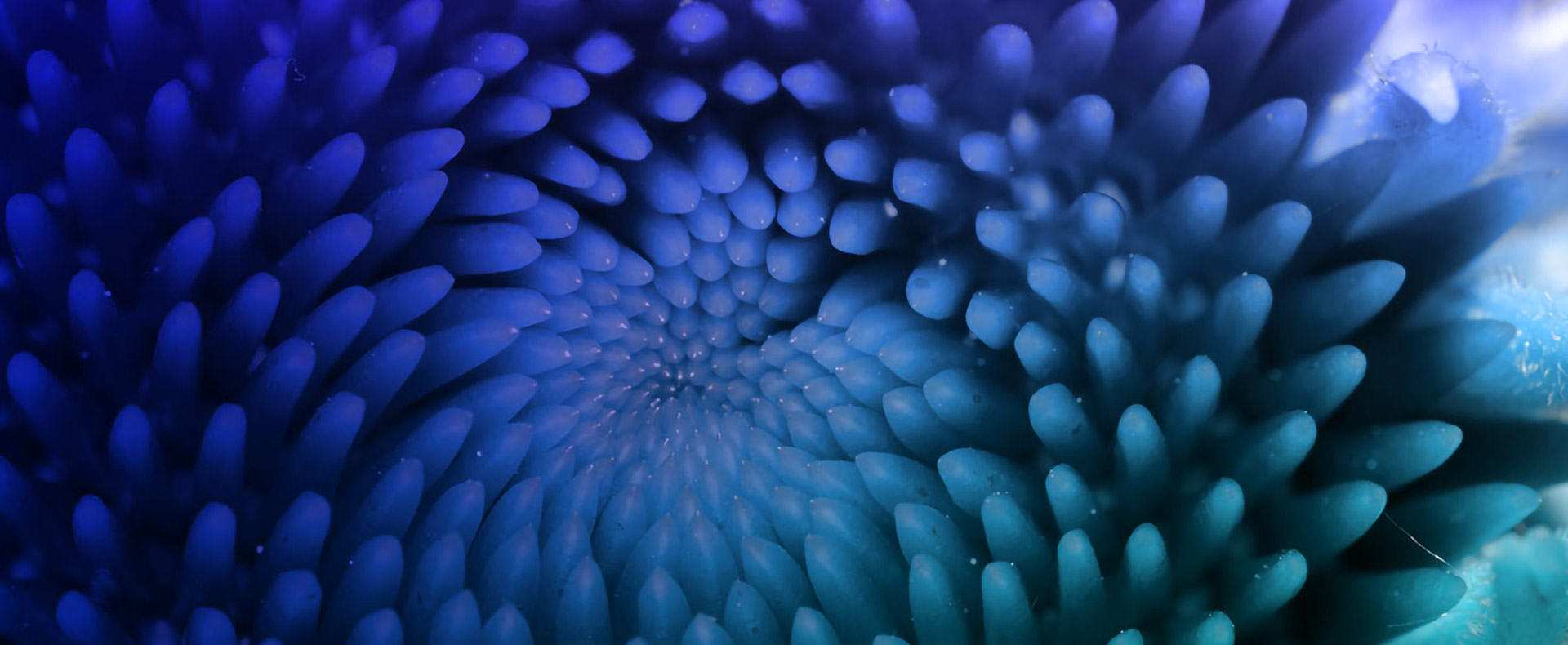 Genius_warning_cover